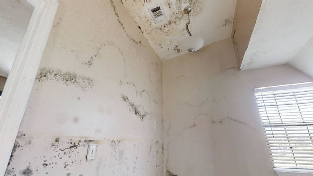 Trusted Auburn, GA Mold Removal Experts